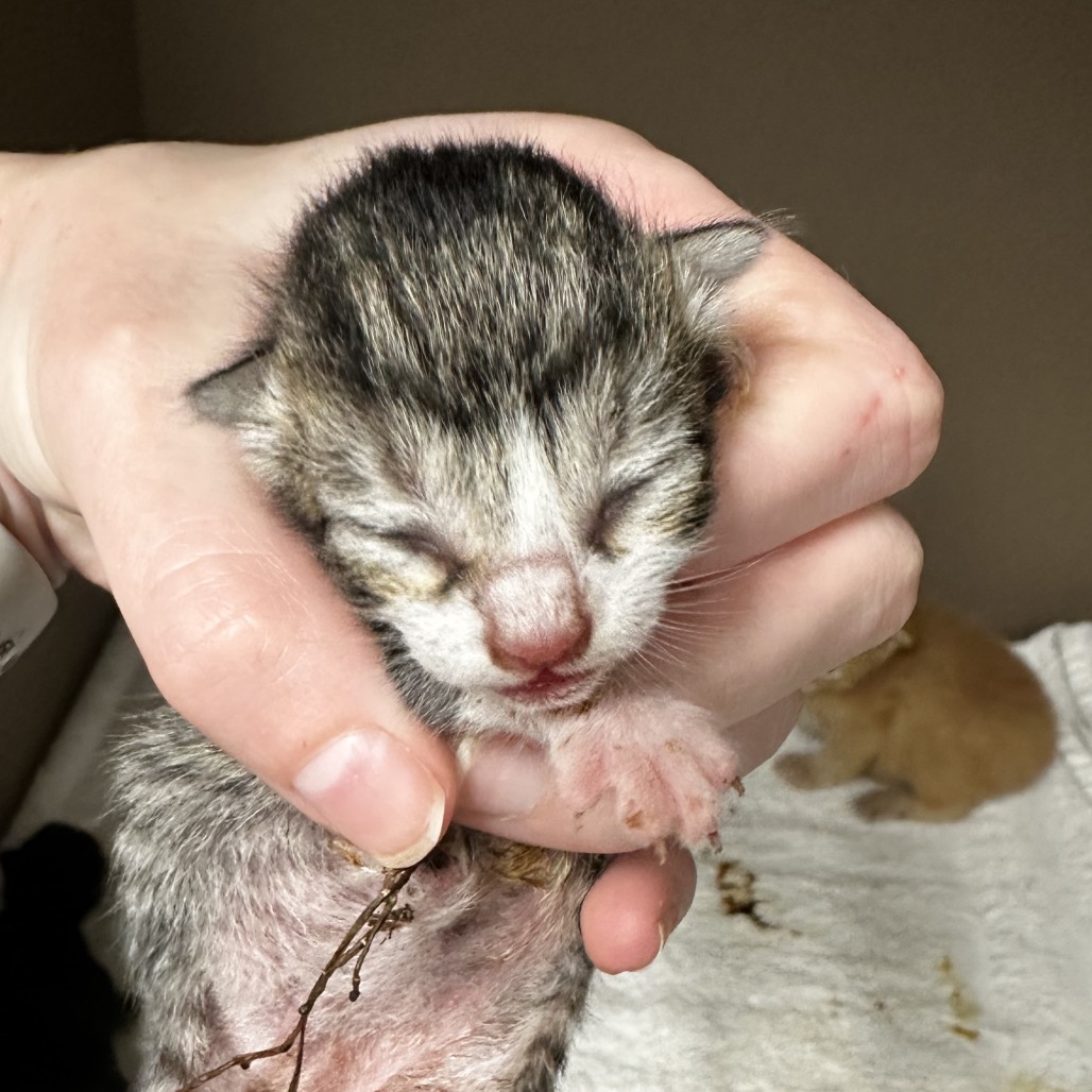 ORECCHIETTE - Domestic Shorthair / Mix available for adoption