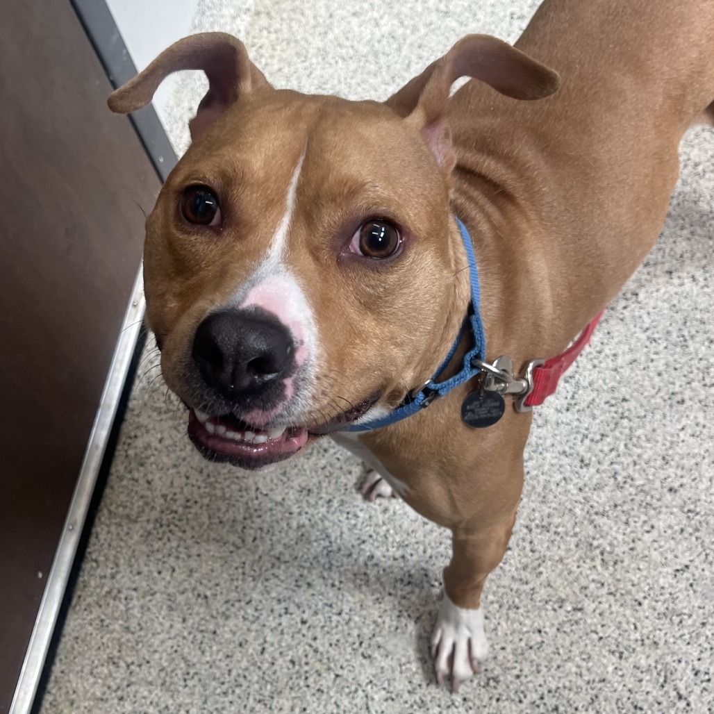 Canelo — thumbnail 5