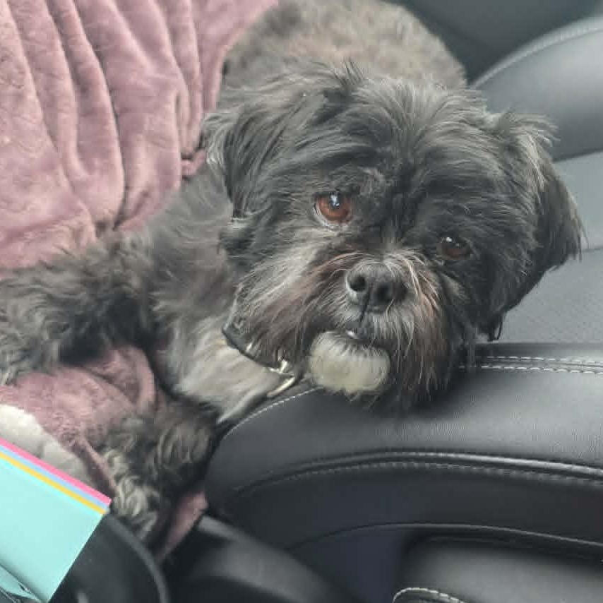 Chewy, photo 6