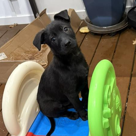 Cocoa pup - Teddy — thumbnail 4