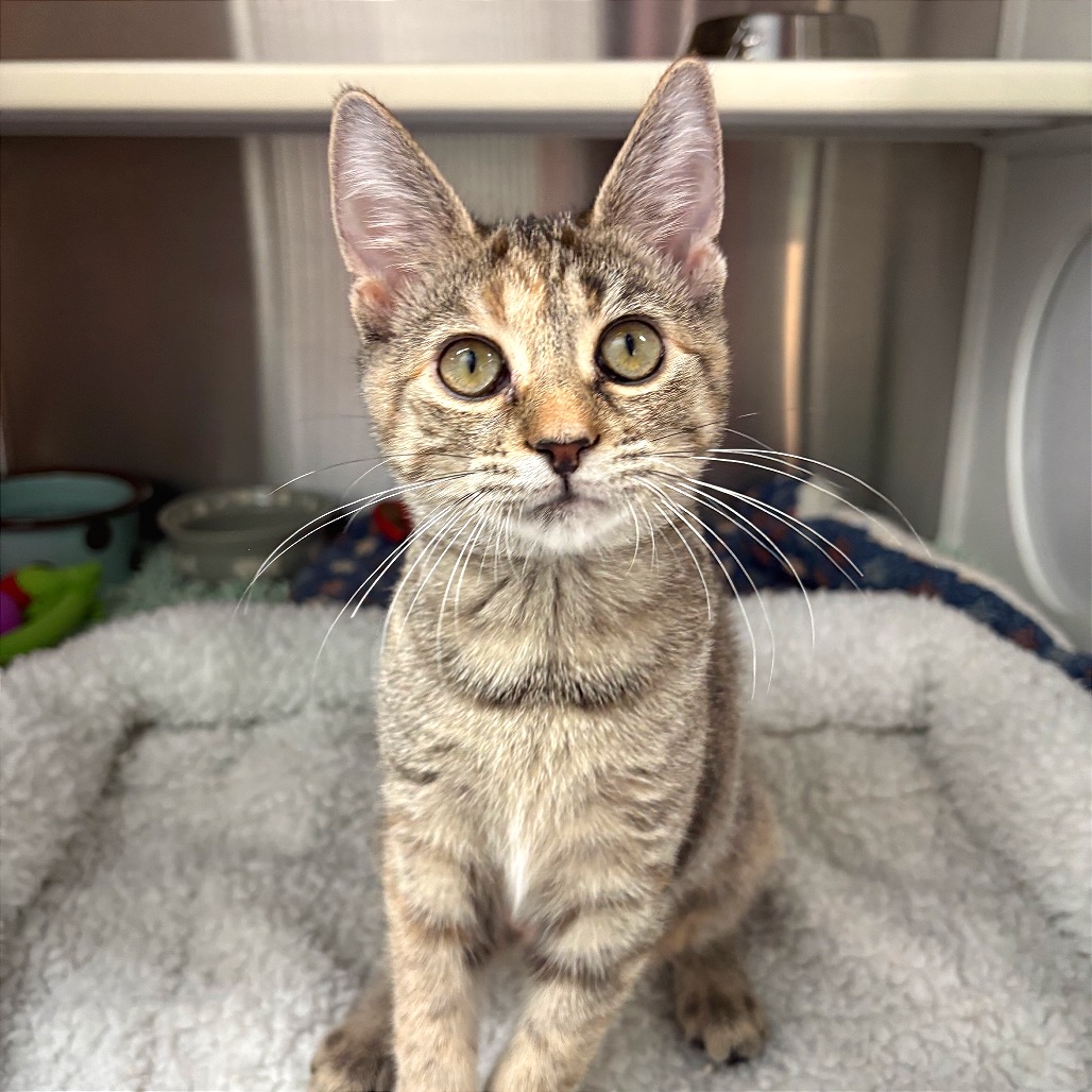 LAGOONA BLUE - Domestic Shorthair available for adoption