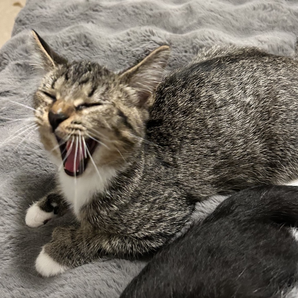 POOKIE - Domestic Shorthair available for adoption