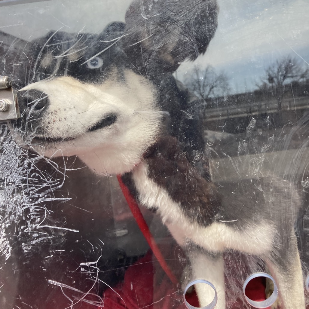 Blakey — thumbnail 4