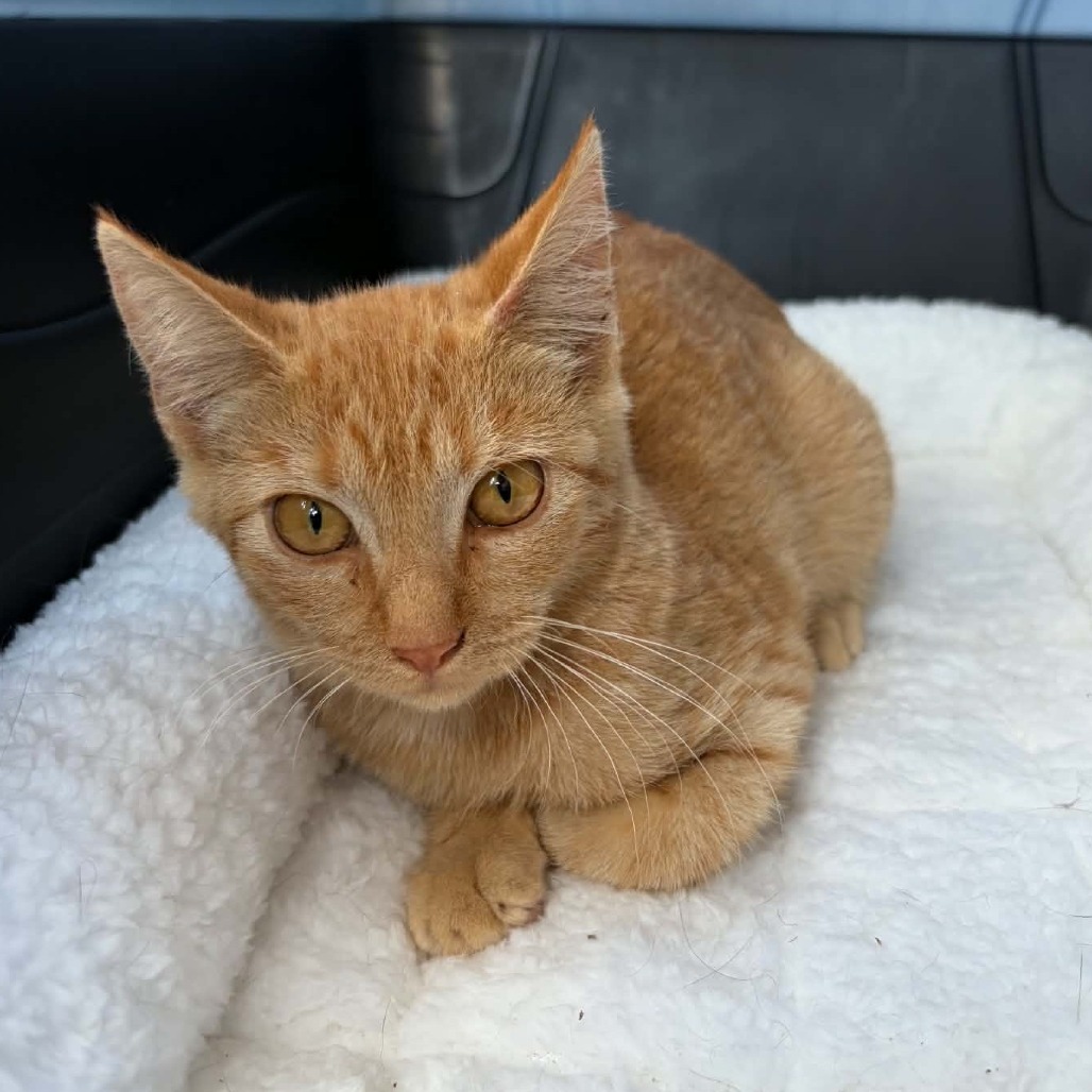 LUCILLE - Domestic Shorthair available for adoption