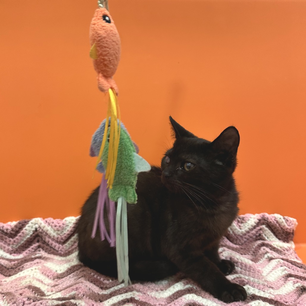 COW - Domestic Shorthair available for adoption