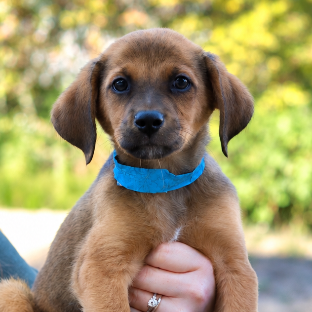 CT Gully avail Oct 10 (Petco- Enfield, CT)