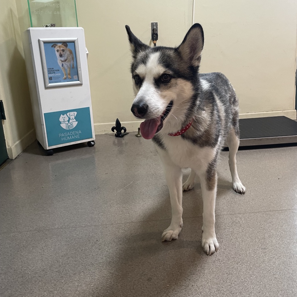 Siberian Husky