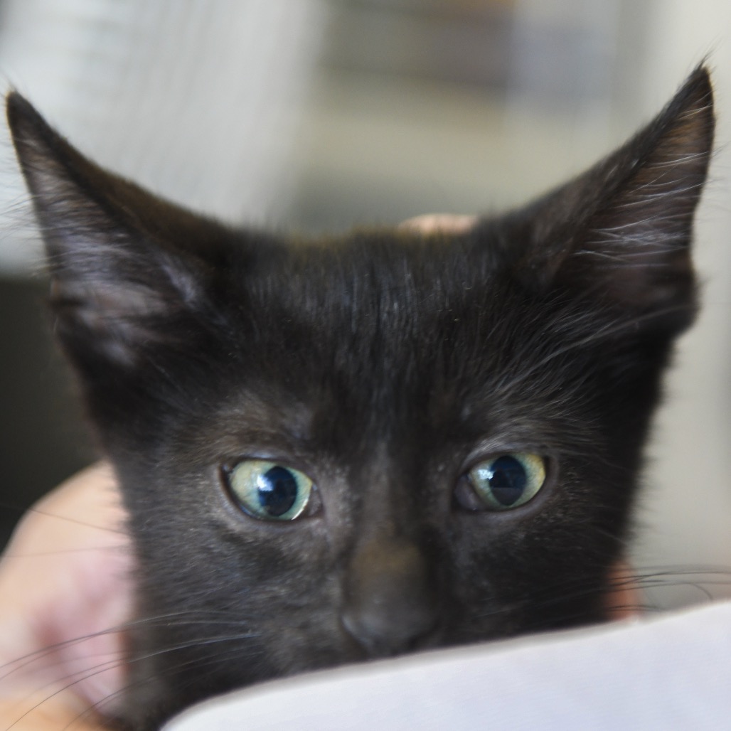 Emerald (blue collar) - Domestic Shorthair