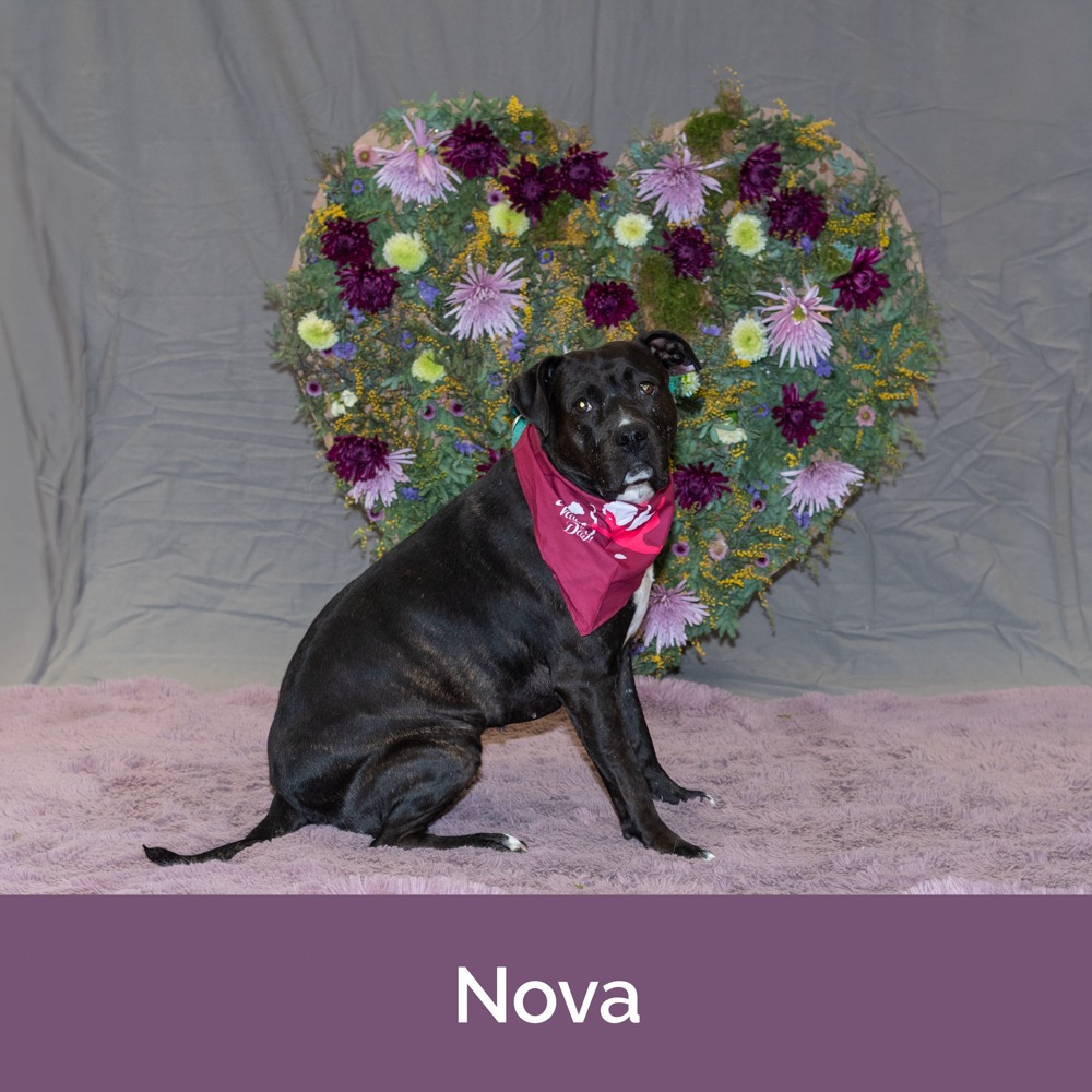 Nova