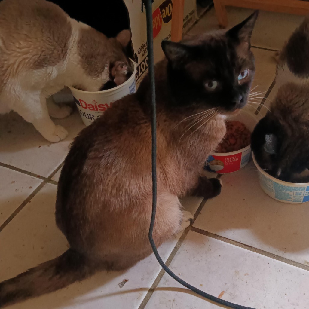 BEAR - Siamese available for adoption