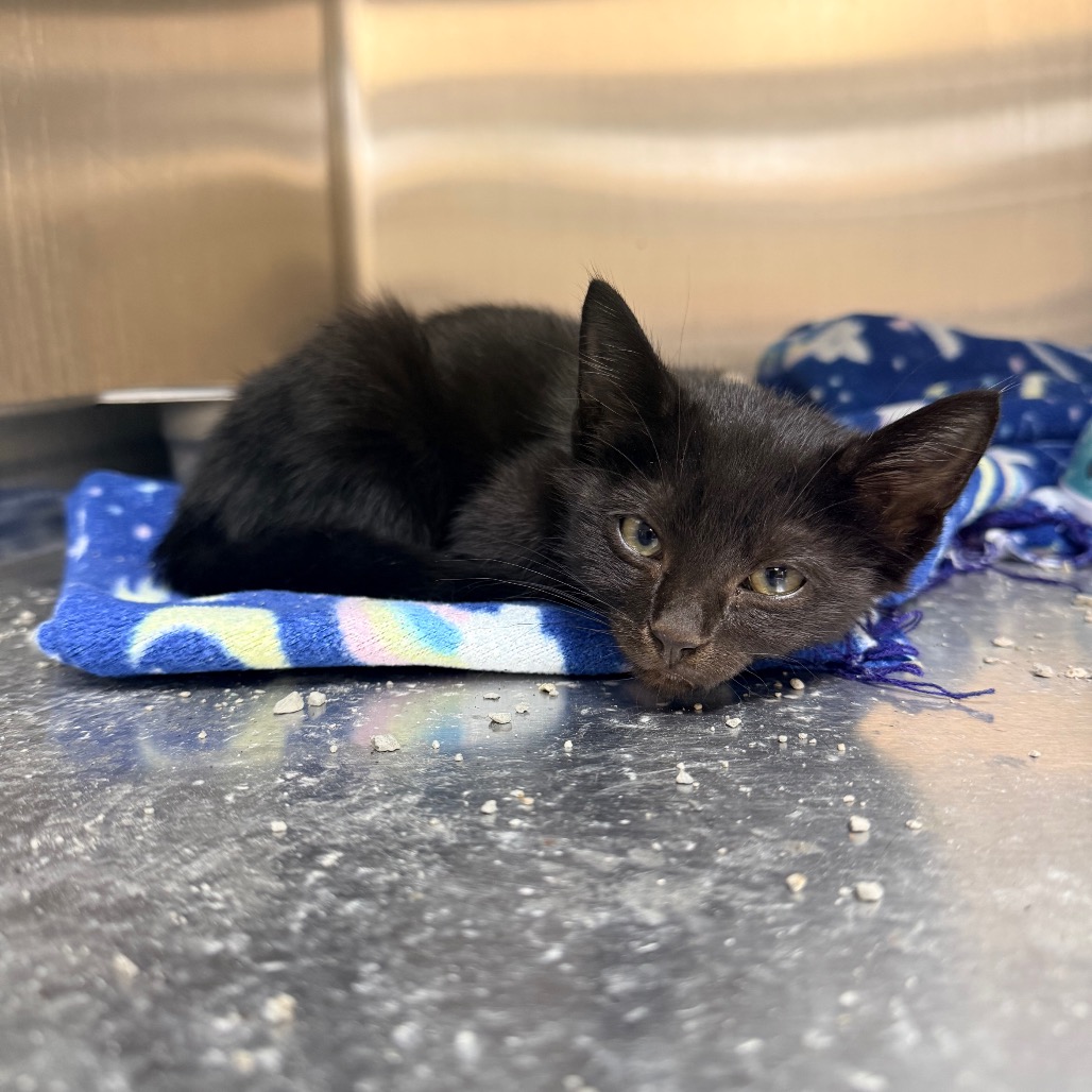 Salem