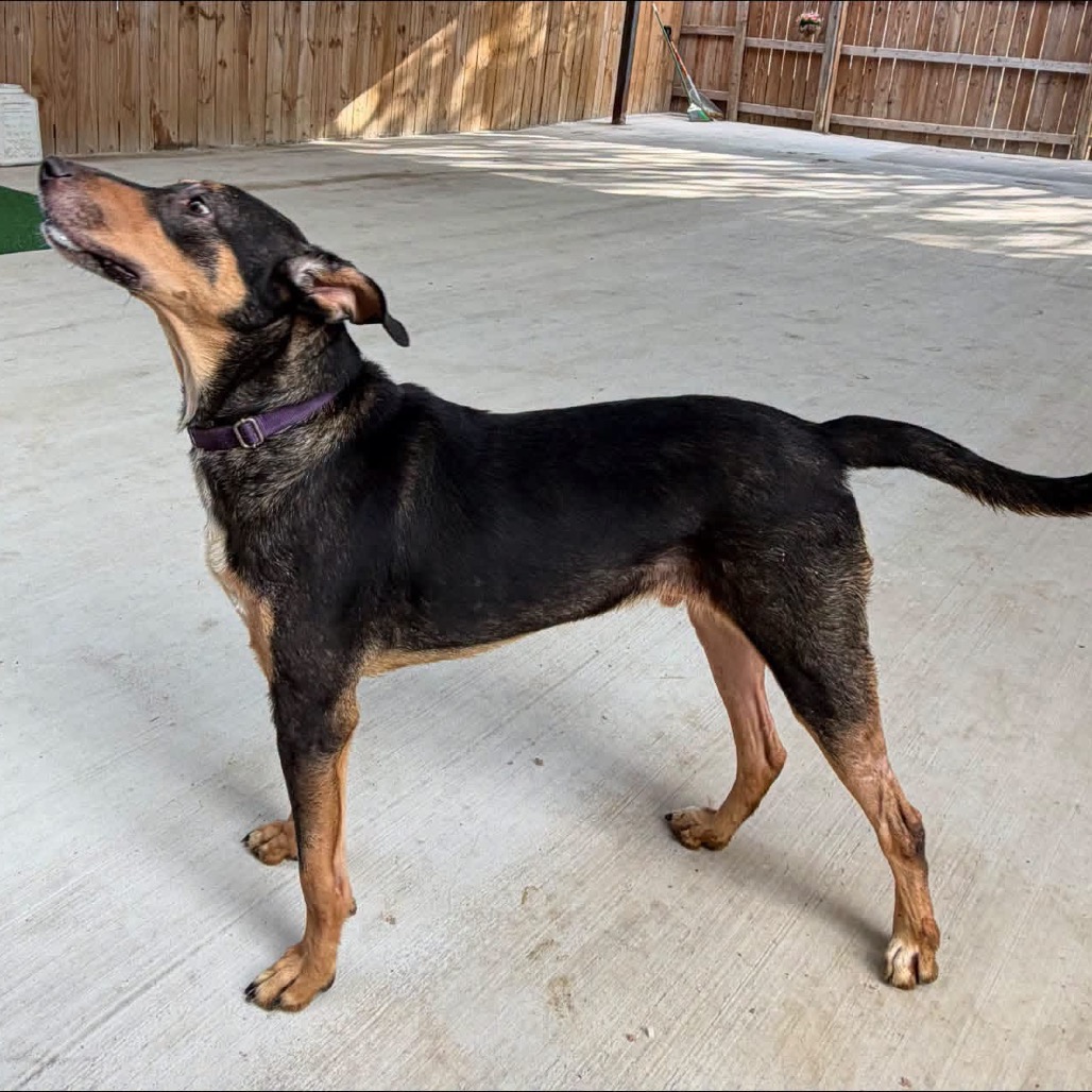 Photo of Milo