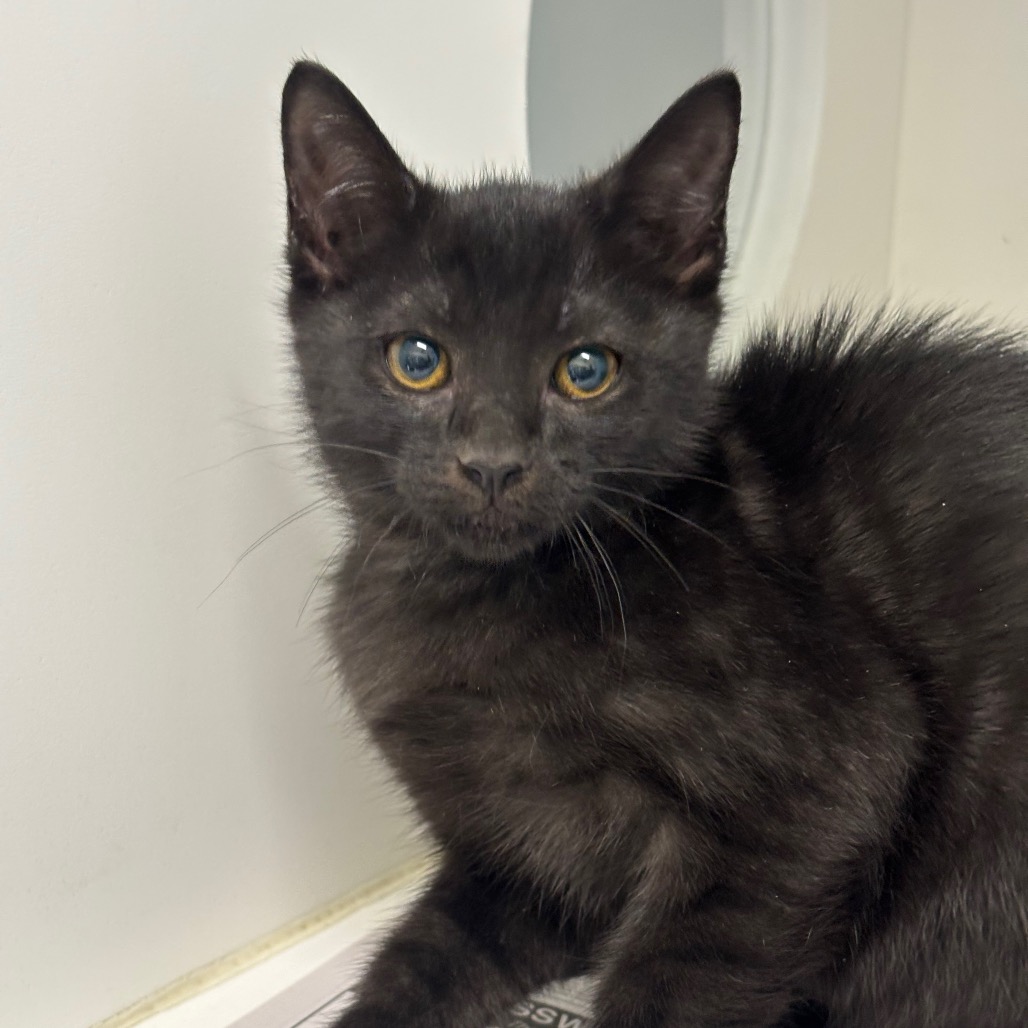 POM - Domestic Shorthair / Domestic Shorthair available for adoption