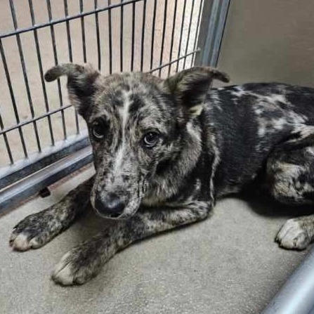 Kennel#4 's preview photo