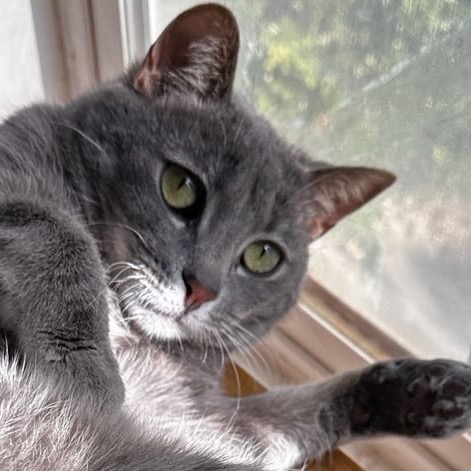 PENNY - Domestic Shorthair / Domestic Shorthair available for adoption