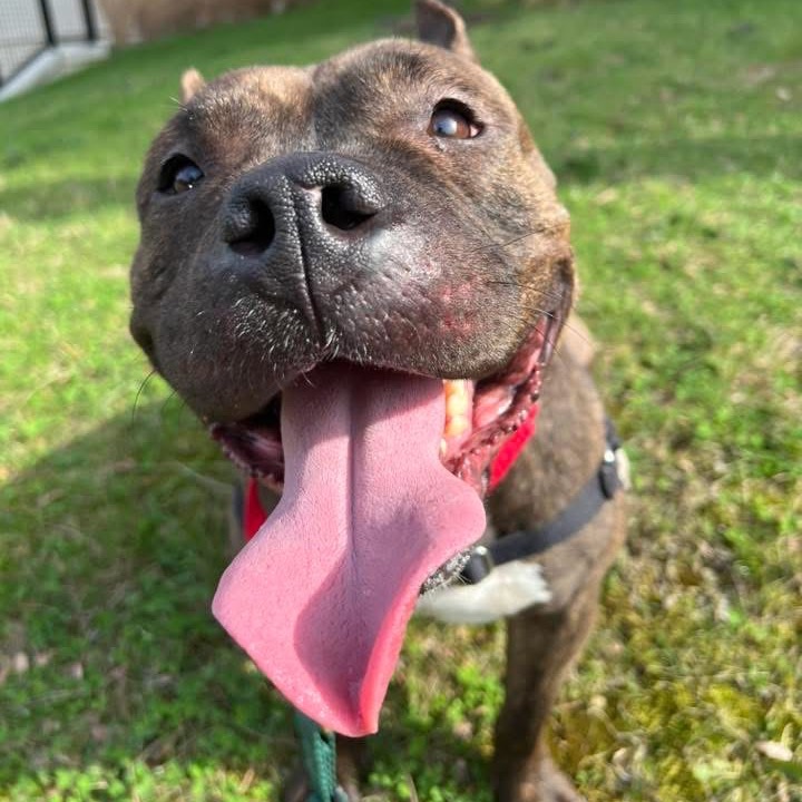 Photo of Papaya 6