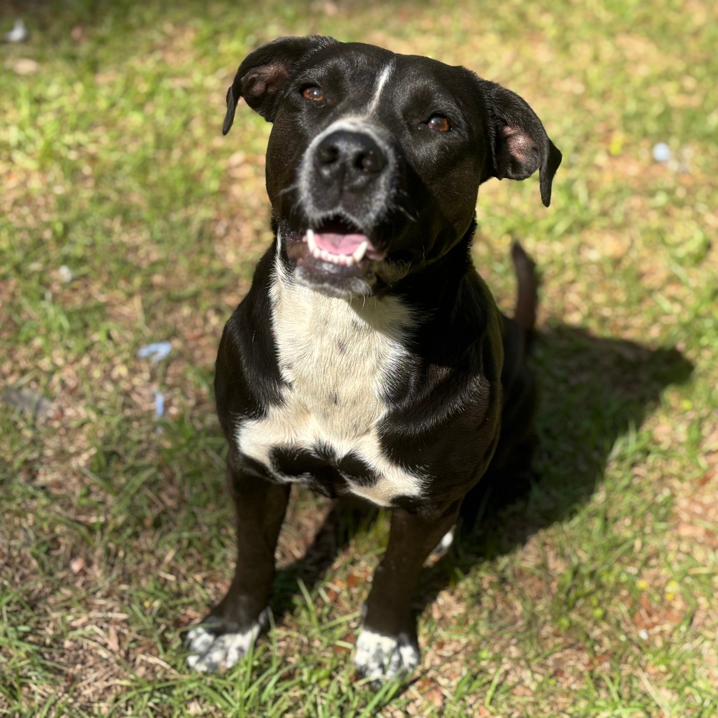 Juliette (intake 12/2024!), photo 12