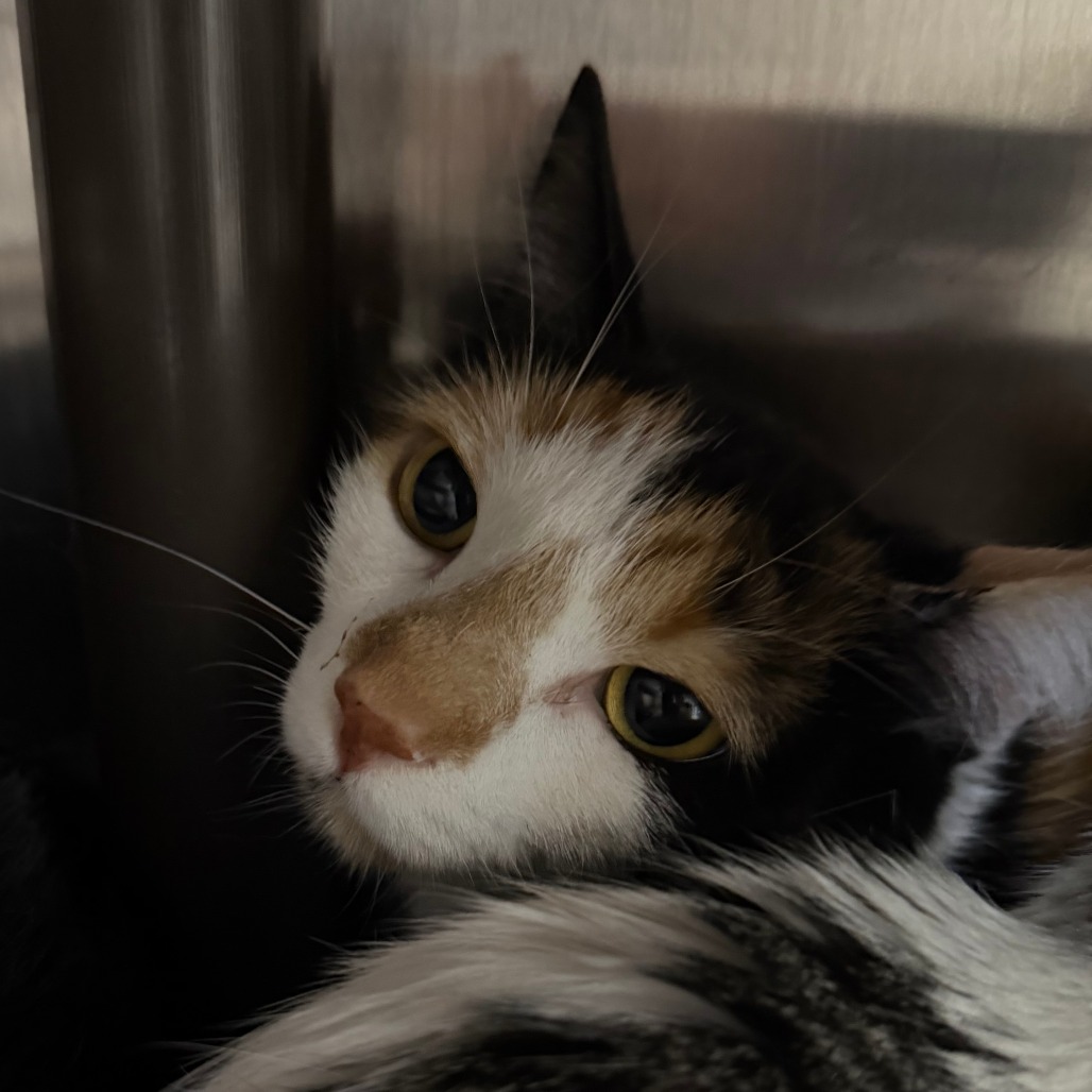 SARABI - Domestic Shorthair available for adoption
