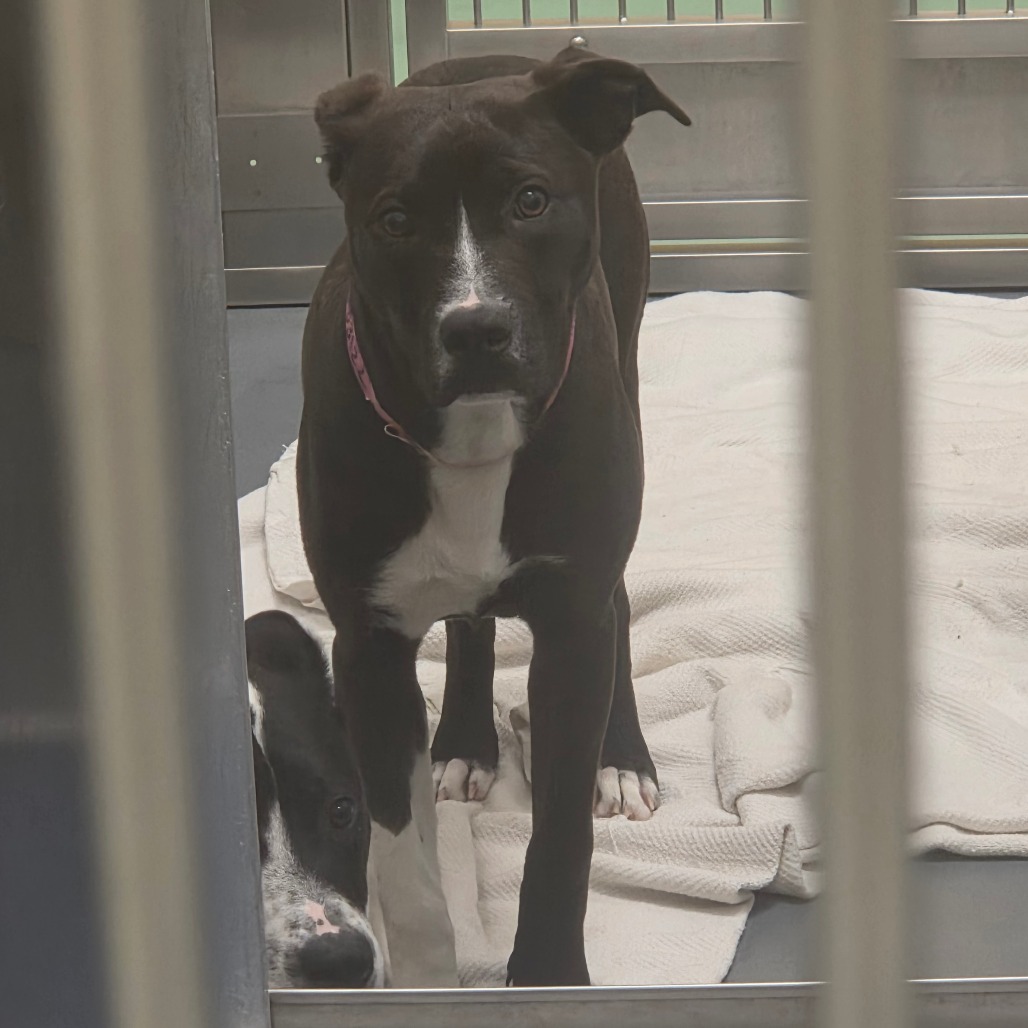 McDouble — thumbnail 3