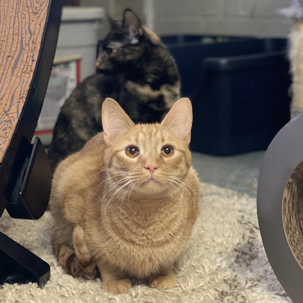 Crap Project Crescent is available for adoption at Trash Cat Rescue