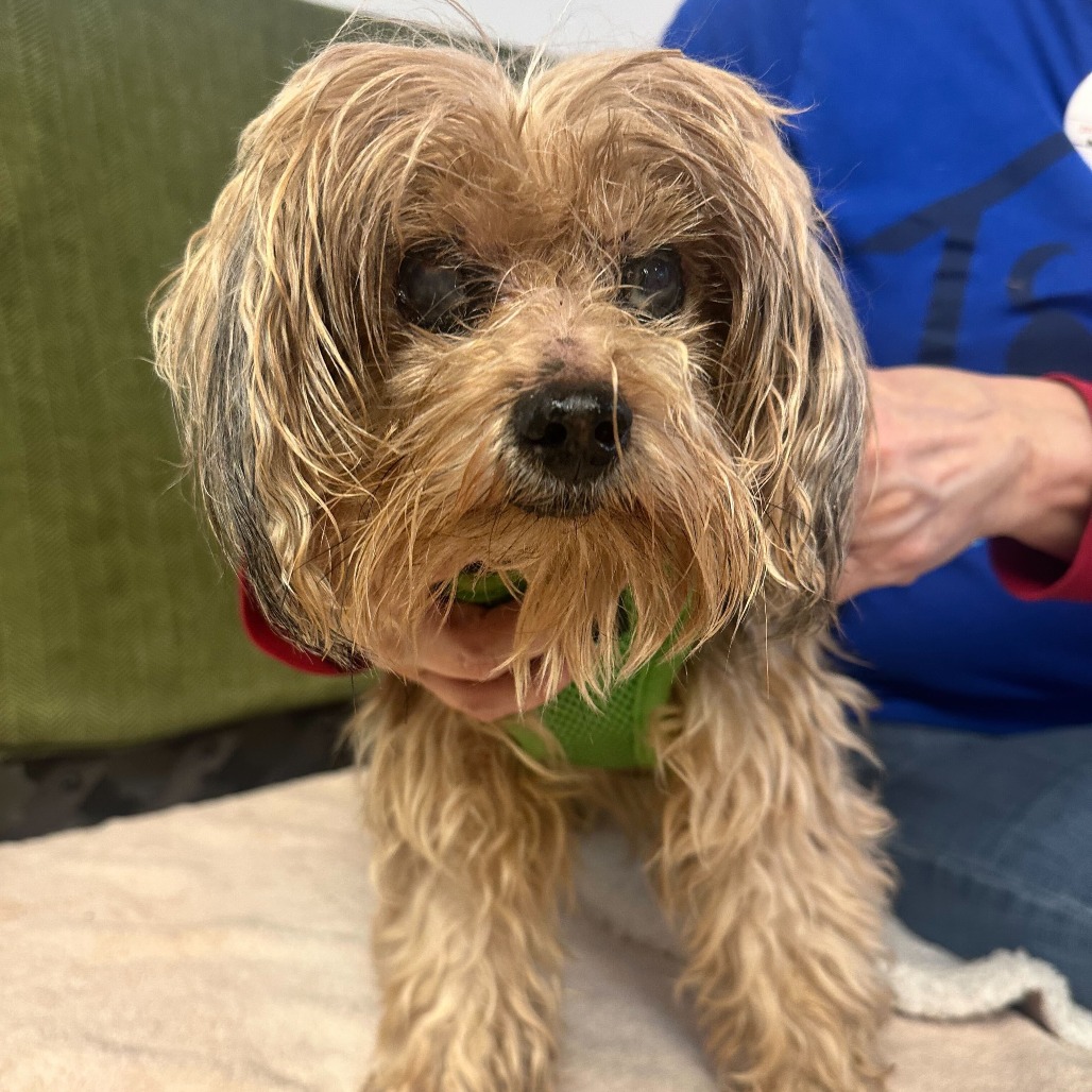 Yoshi 13853 — thumbnail 3