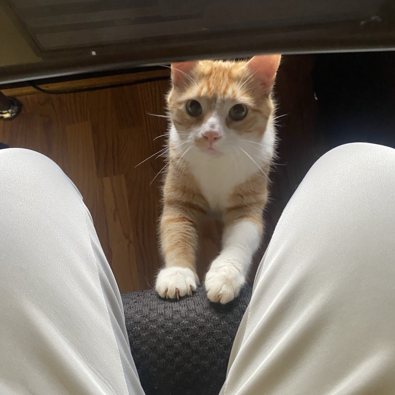 Phoenix — thumbnail 2