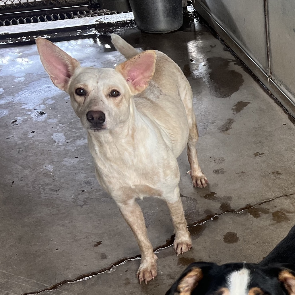 SHELILAH - Shepherd / Mixed Breed (Medium) available for adoption