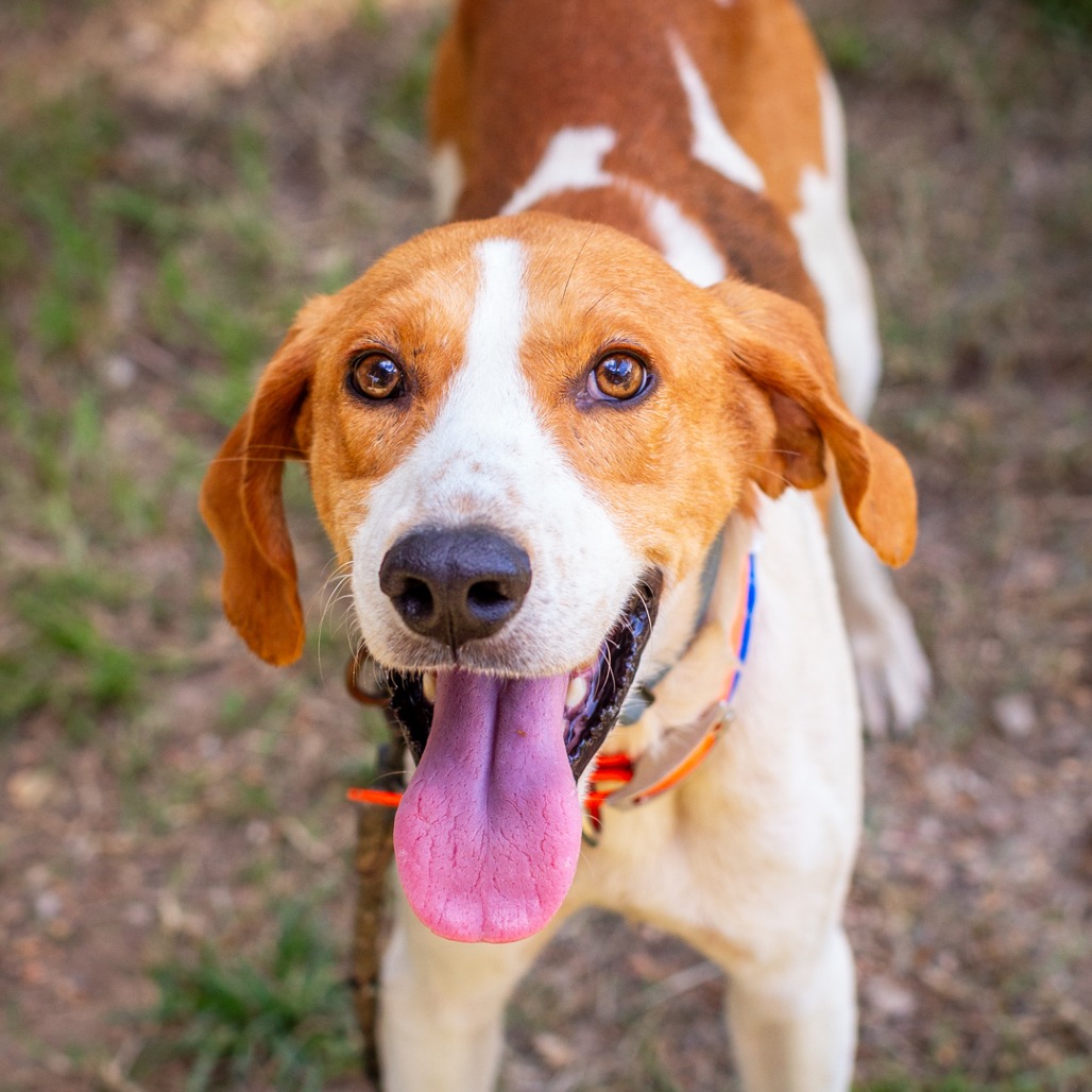 KALVIN - Coonhound, Treeing Walker / Mix available for adoption