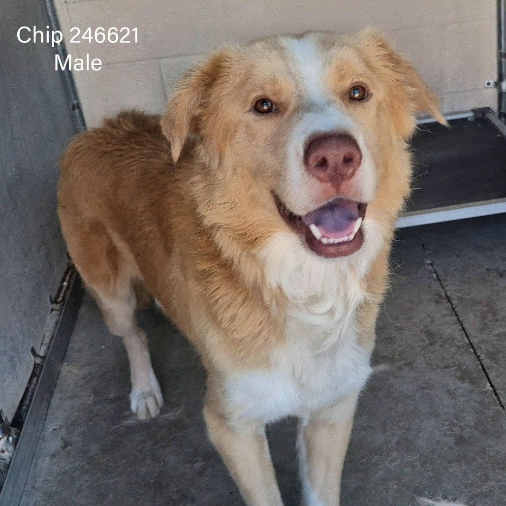 Chip