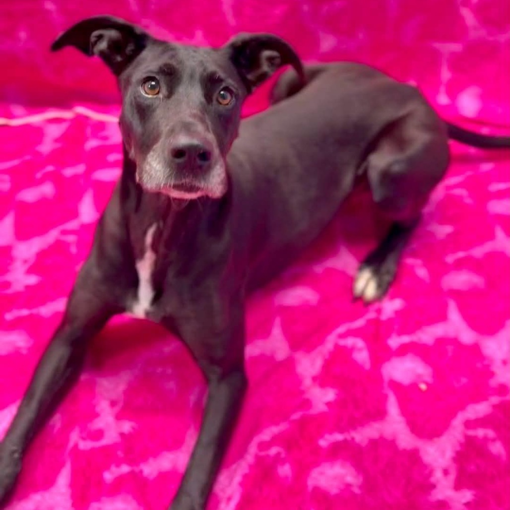 SHAZA - Mixed Breed (Medium) available for adoption