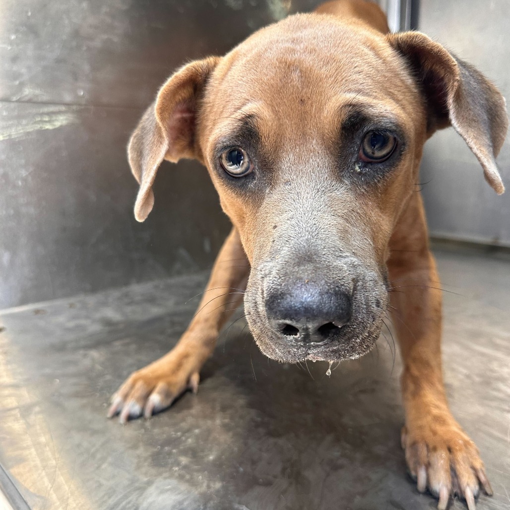 SHANIA - Terrier / Pit Bull available for adoption