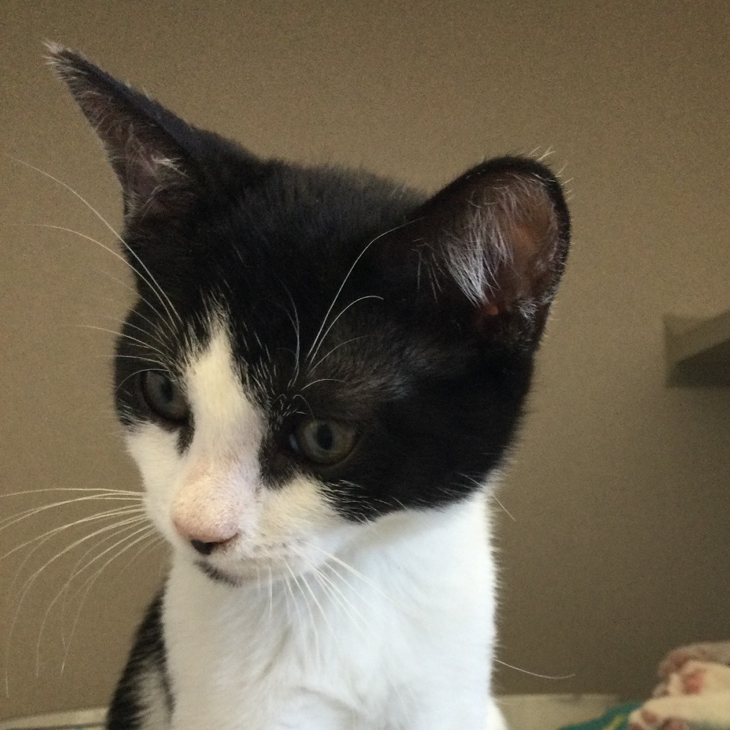 Winnie (beige collar) - Domestic Shorthair