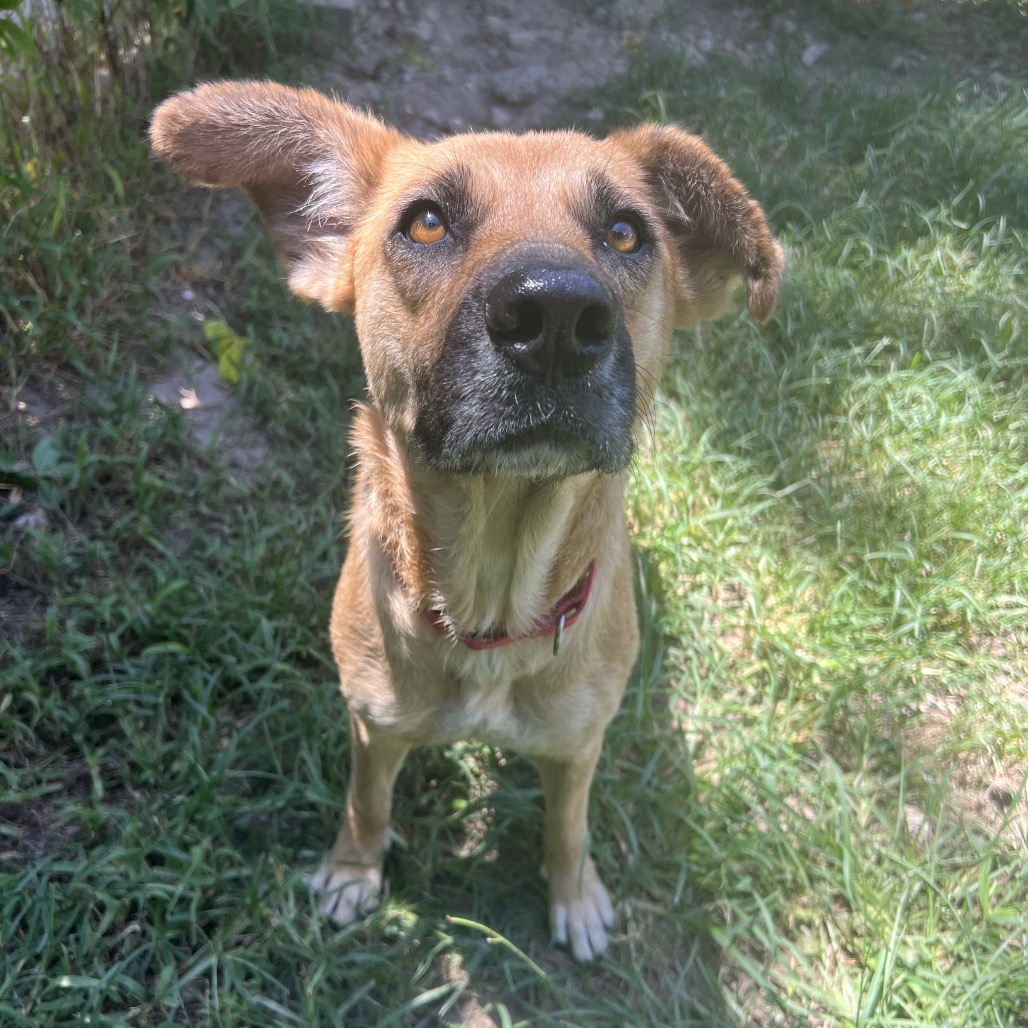 Hazel, photo 11