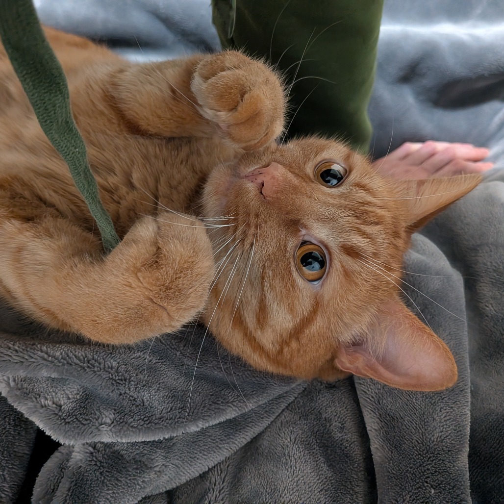 FRODO - Domestic Shorthair for adoption in Gresham