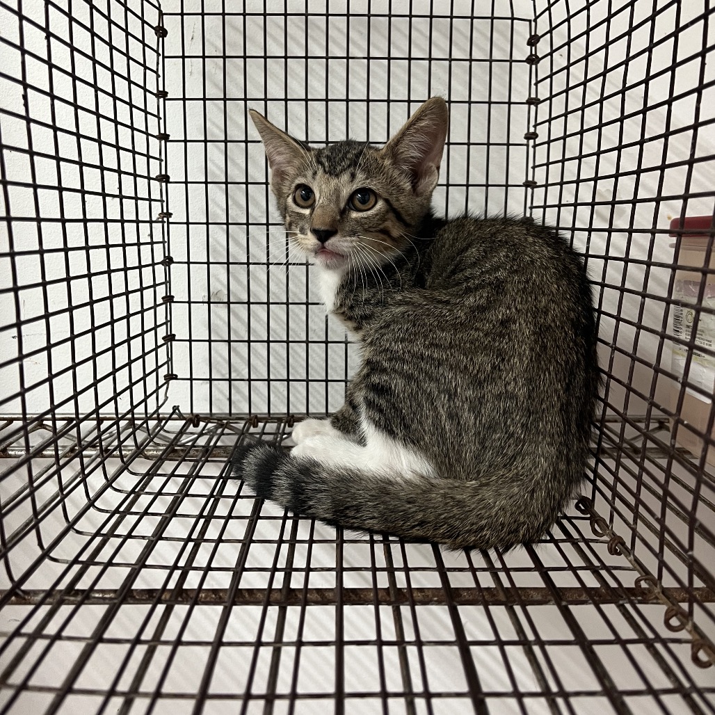 Buggy, available for adoption at PVAS