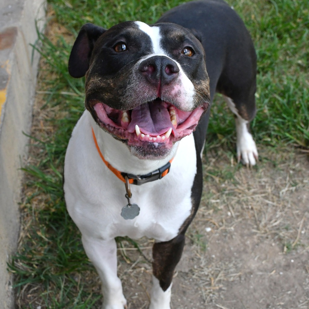TOYA - Terrier, Pit Bull / Retriever, Labrador available for adoption