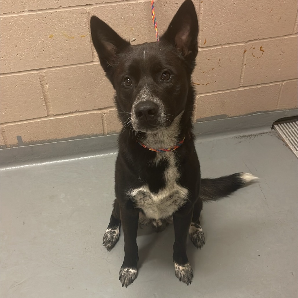 Cattle Dog, Australian