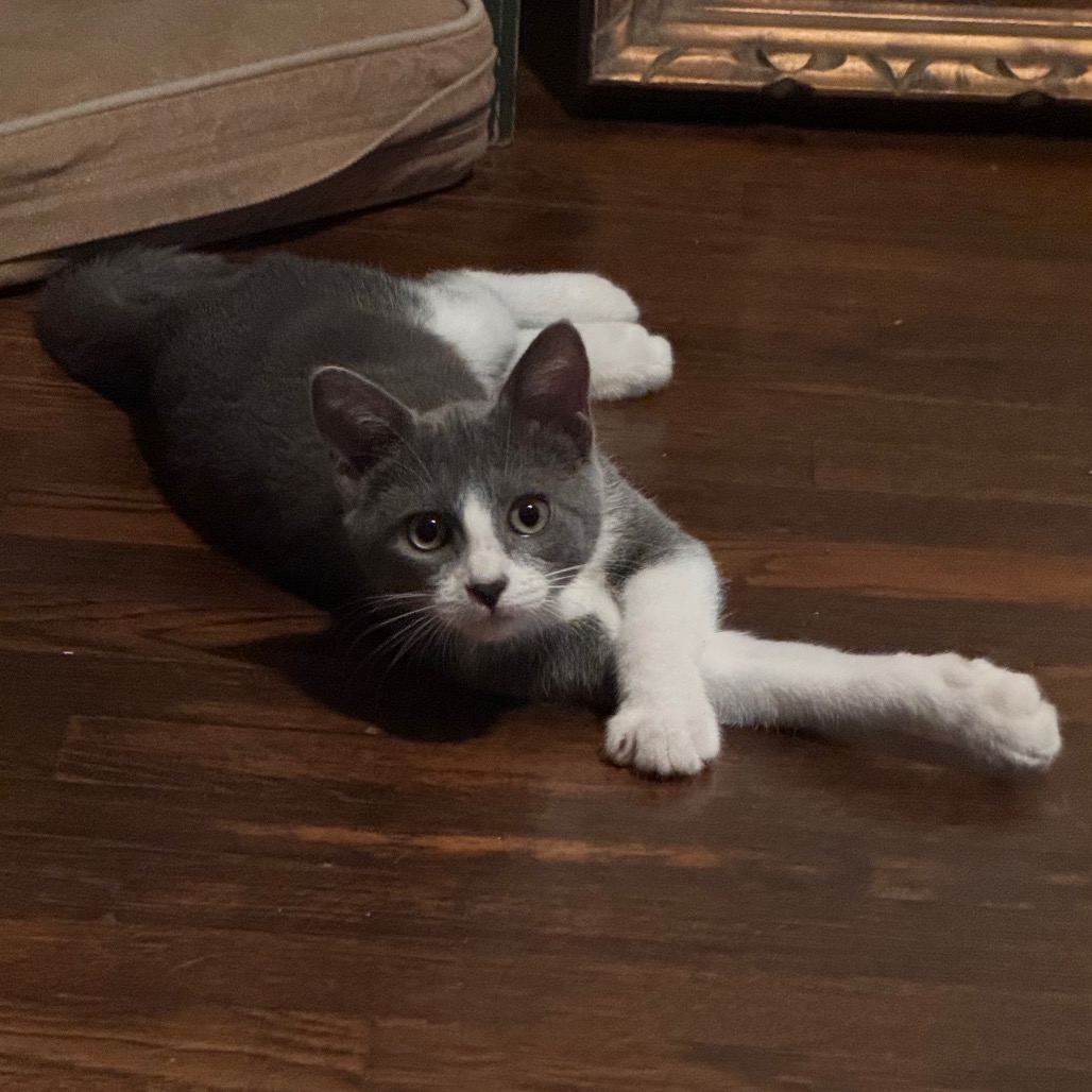 CHANGELING - Domestic Shorthair / Russian Blue available for adoption