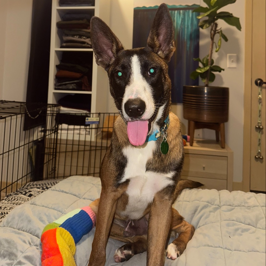 Cassius, photo 7