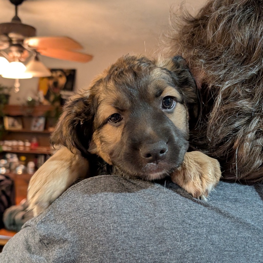 Mixed Breed