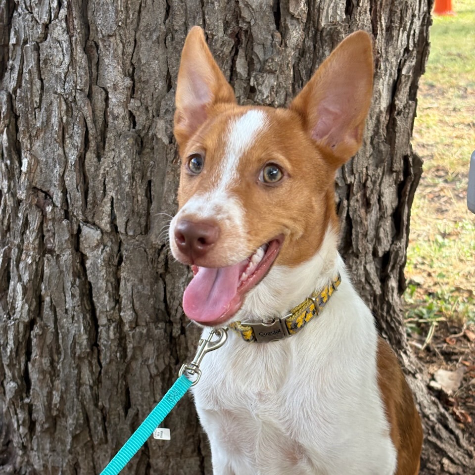 Ollie, photo 21