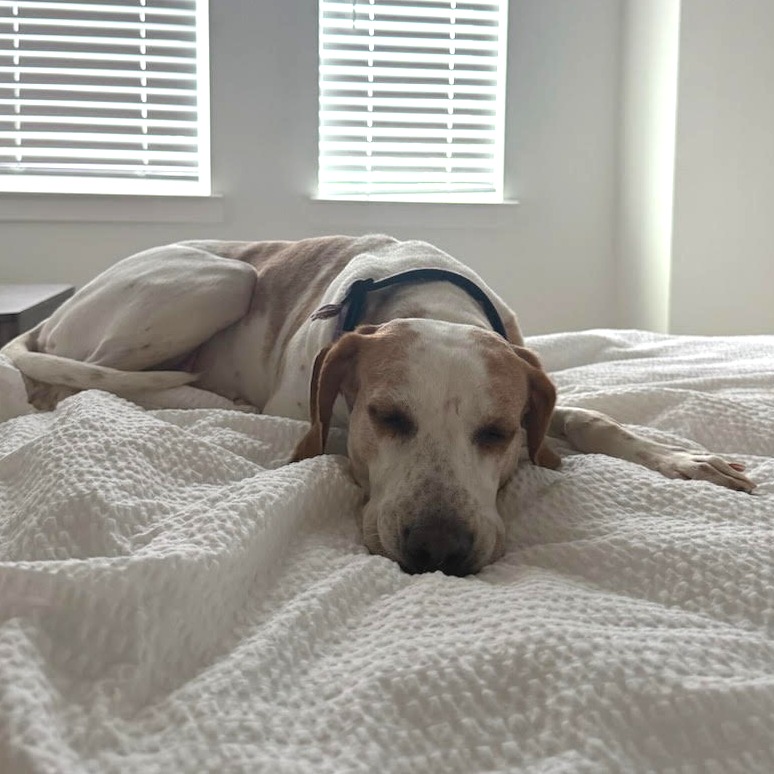 Gidget, photo 23