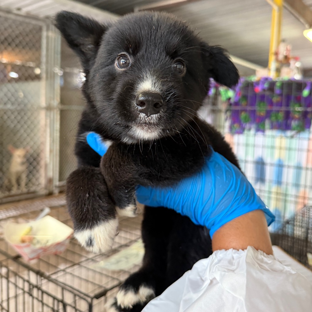 Photo of Sputnik, available for adoption at PVAS
