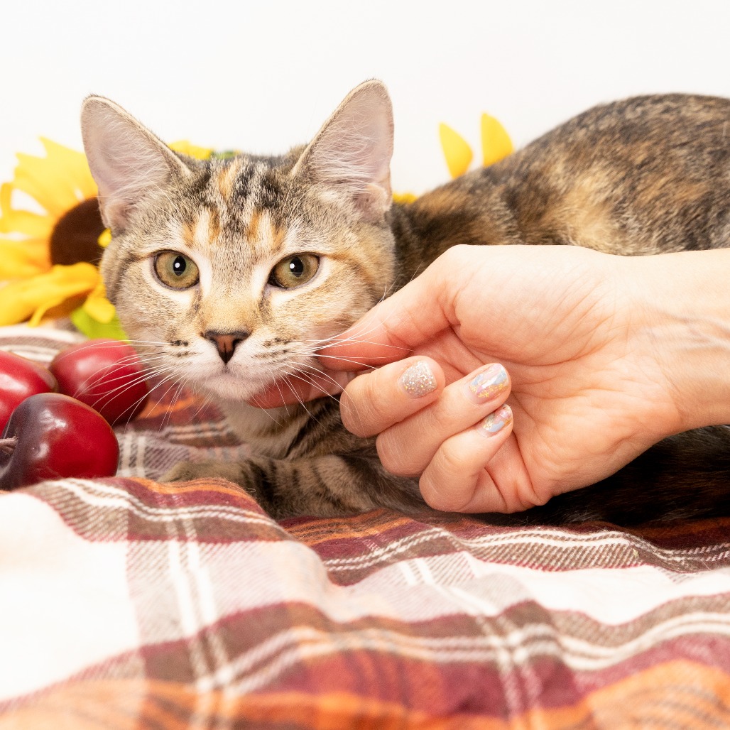 Opal — thumbnail 2