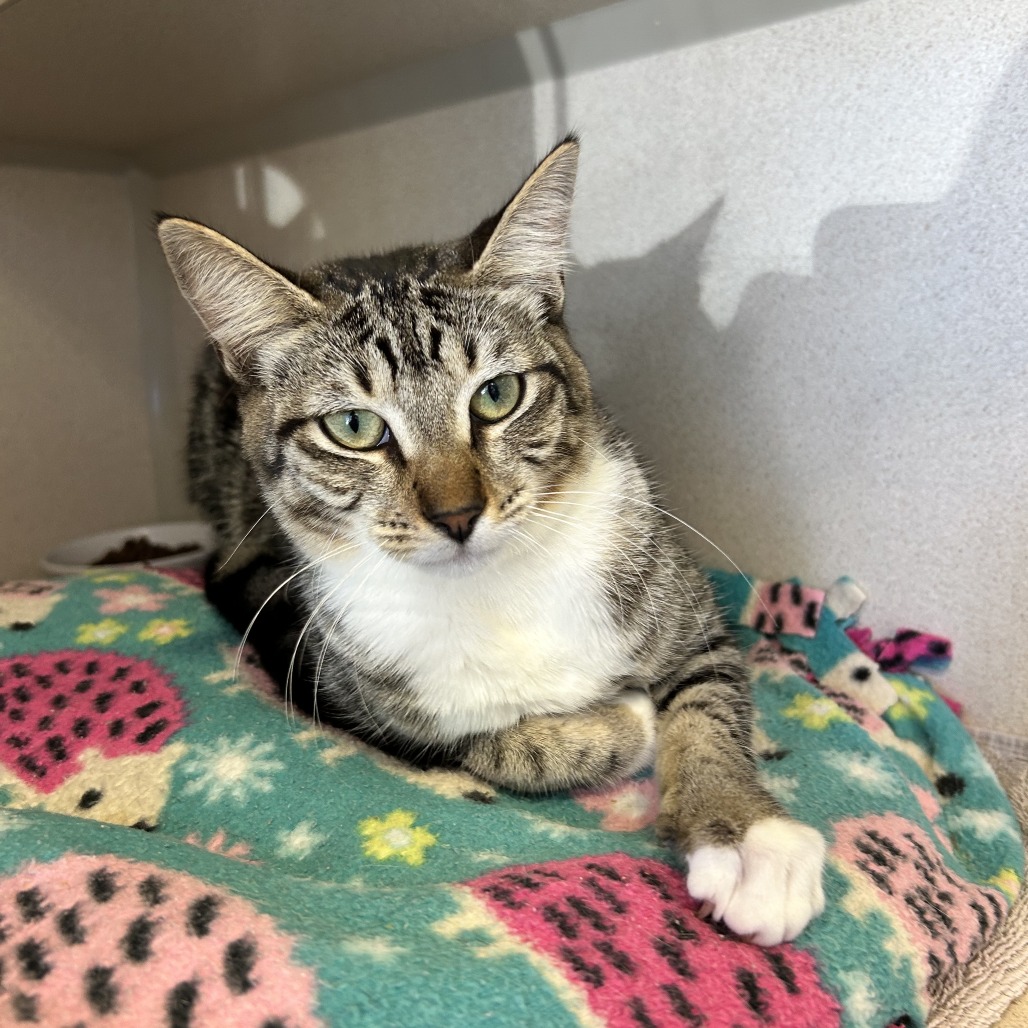 Hoku - Domestic Shorthair