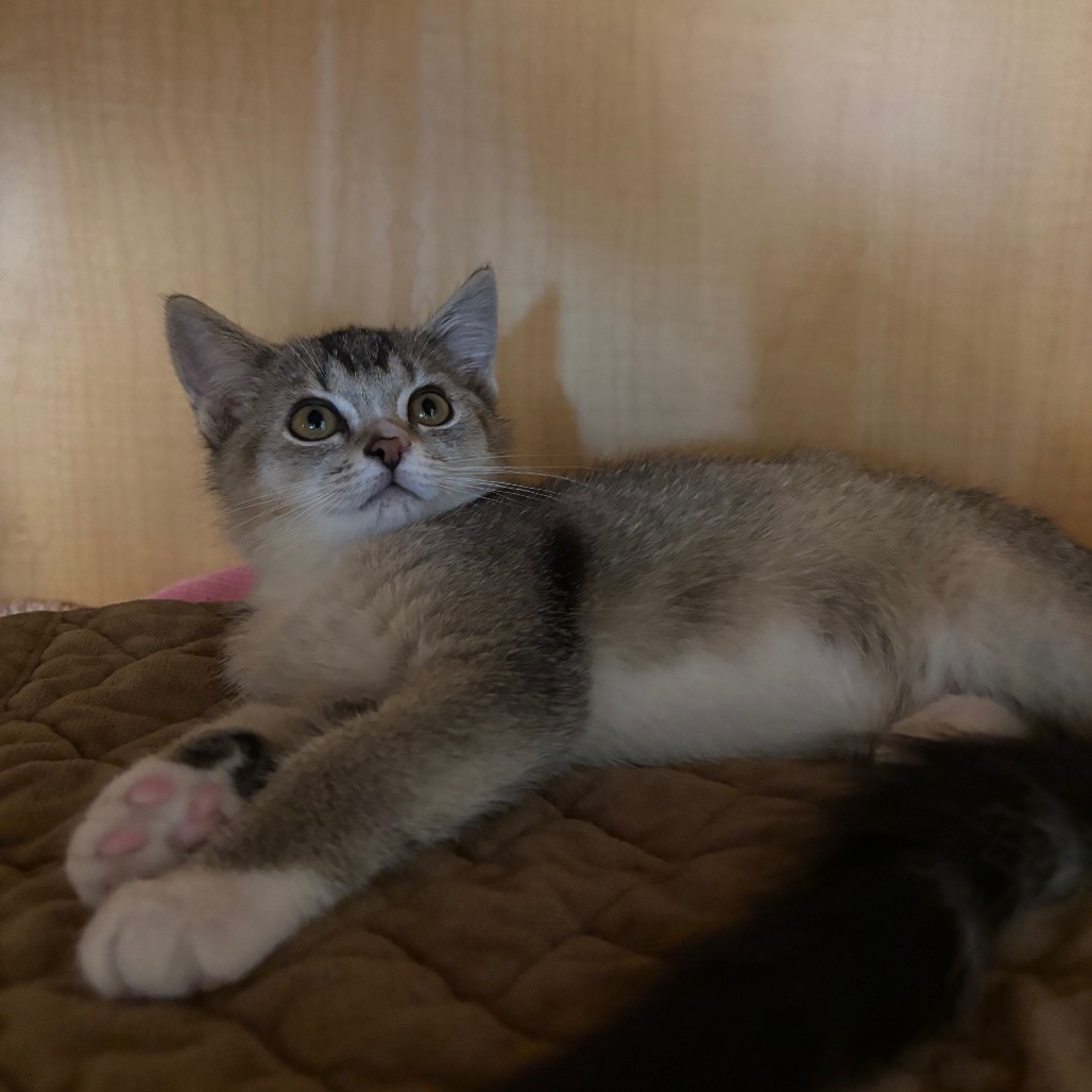 GARAGE FRIDGE - Domestic Shorthair available for adoption