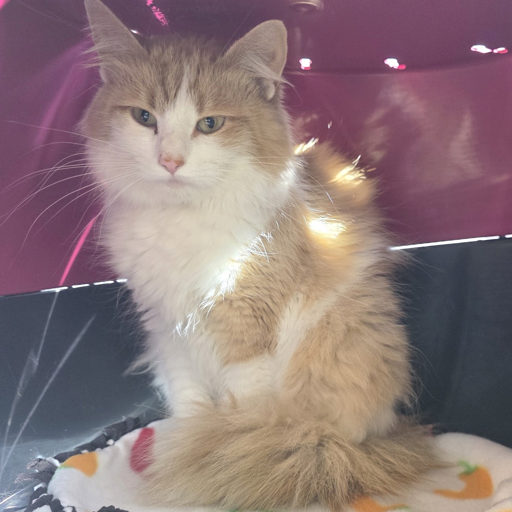 Floofy