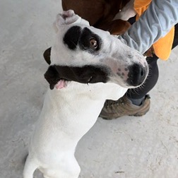 REBEL - Hound / Retriever, Labrador available for adoption