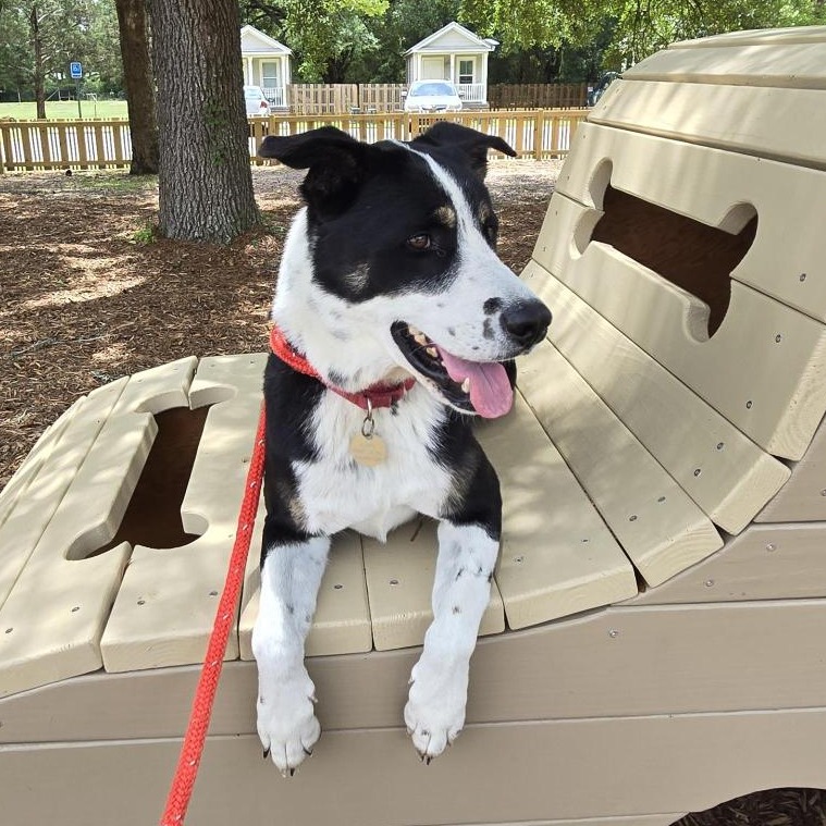 Waylen is available for adoption at Alaqua Animal Refuge