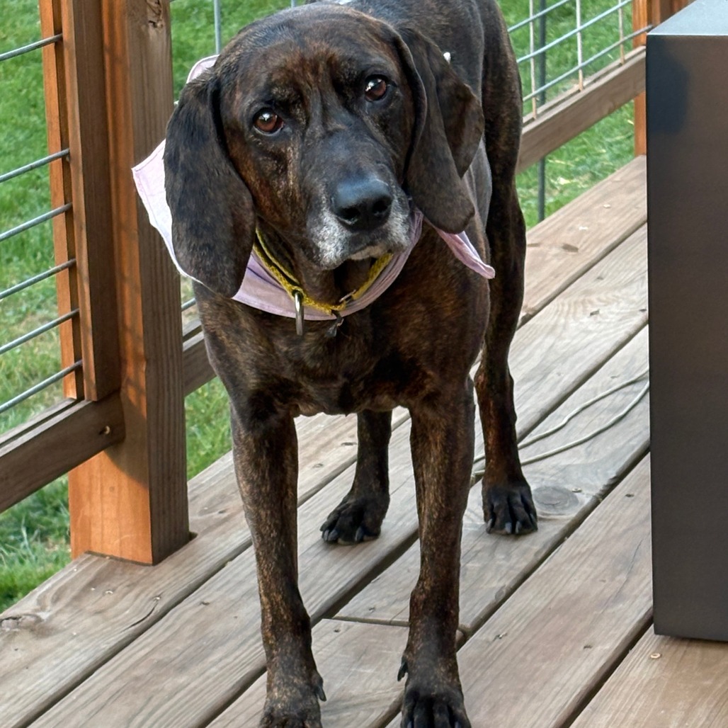 Missy, photo 2